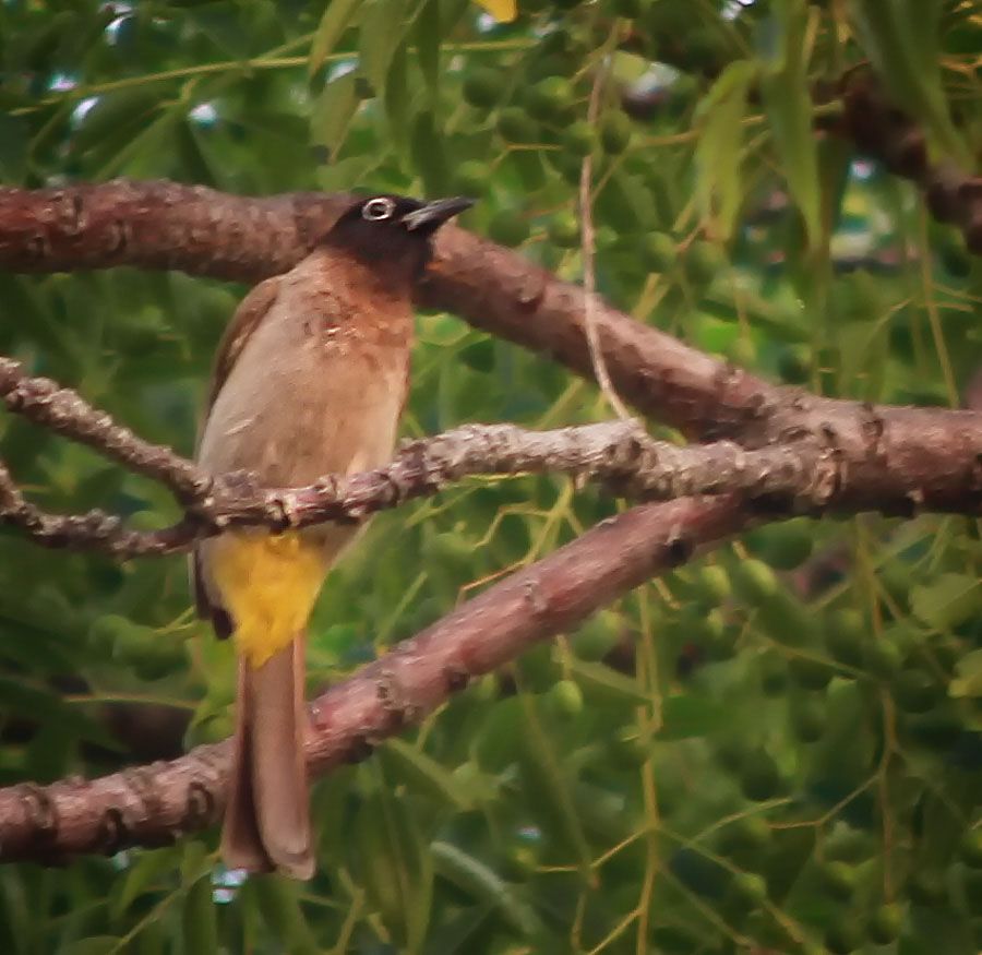 White-spectacled Bulbul