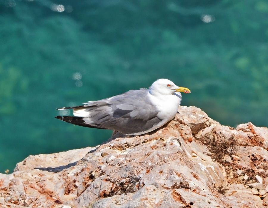 Yellow-legged Gull