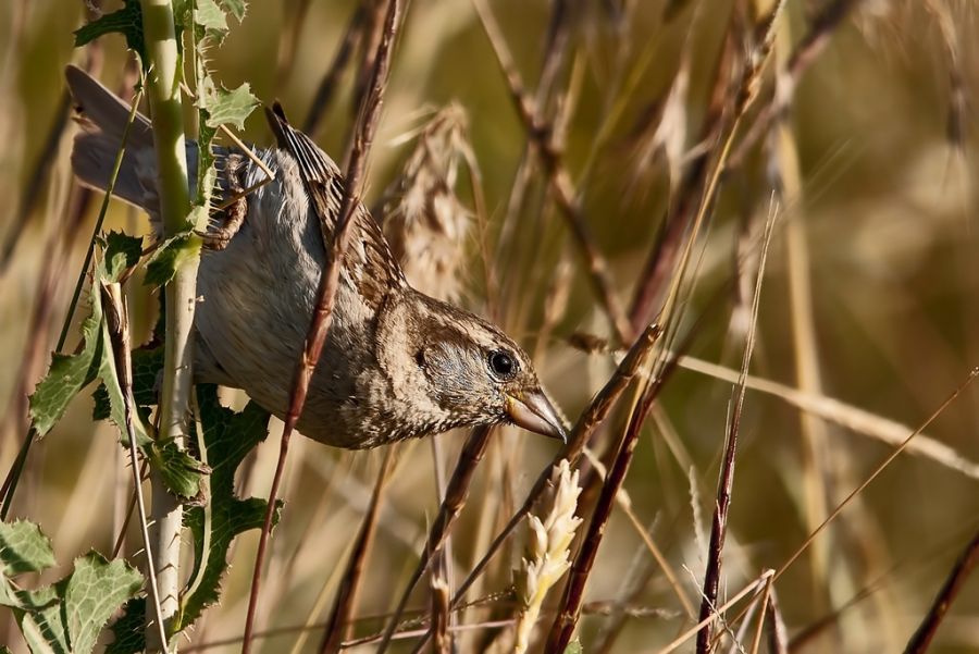 House Sparrow