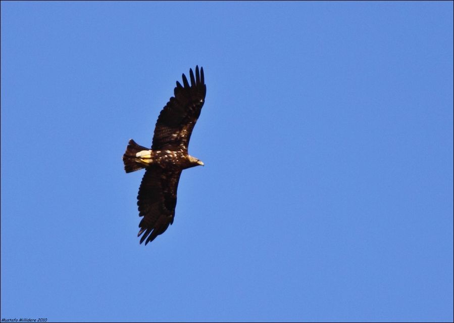 Eastern Imperial Eagle