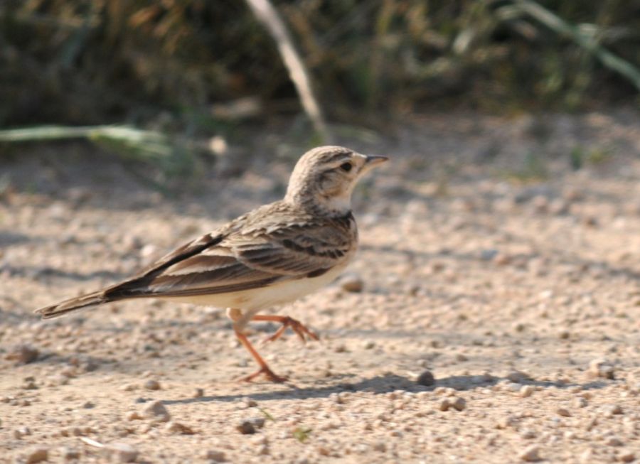 Greater Short-toed Lark