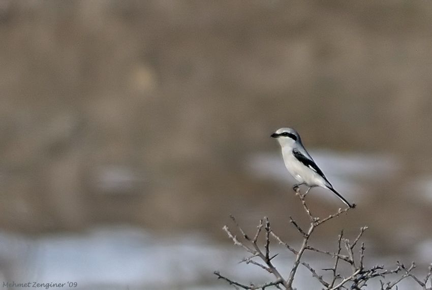 Great Grey Shrike
