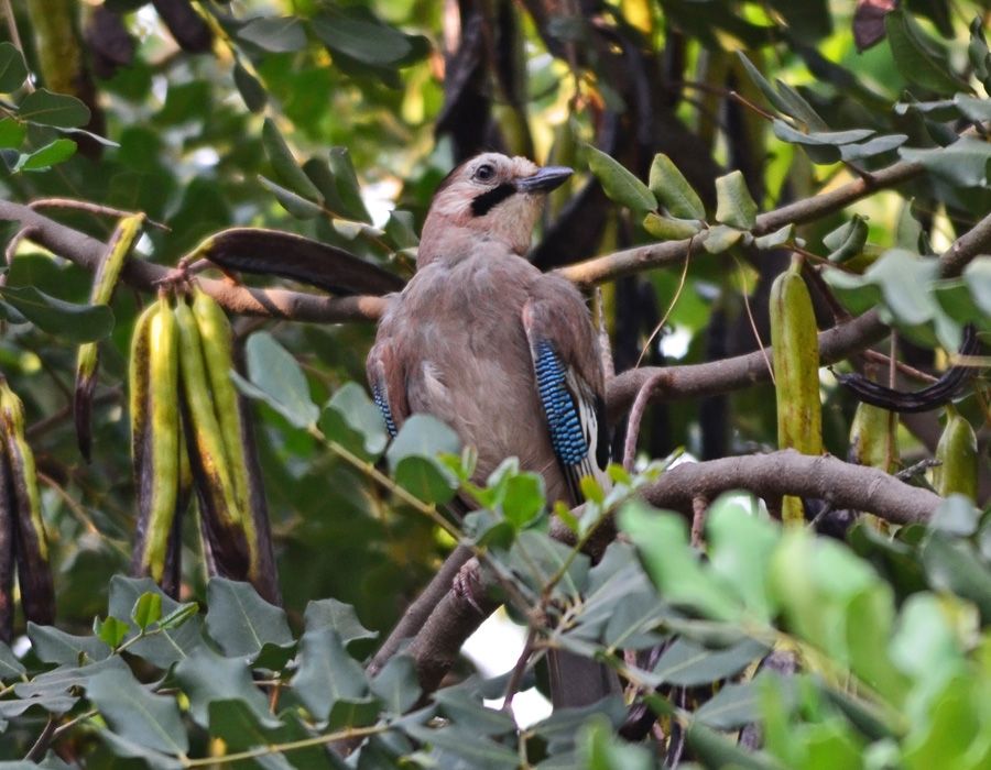 Eurasian Jay