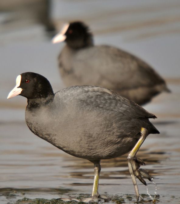 Eurasian Coot