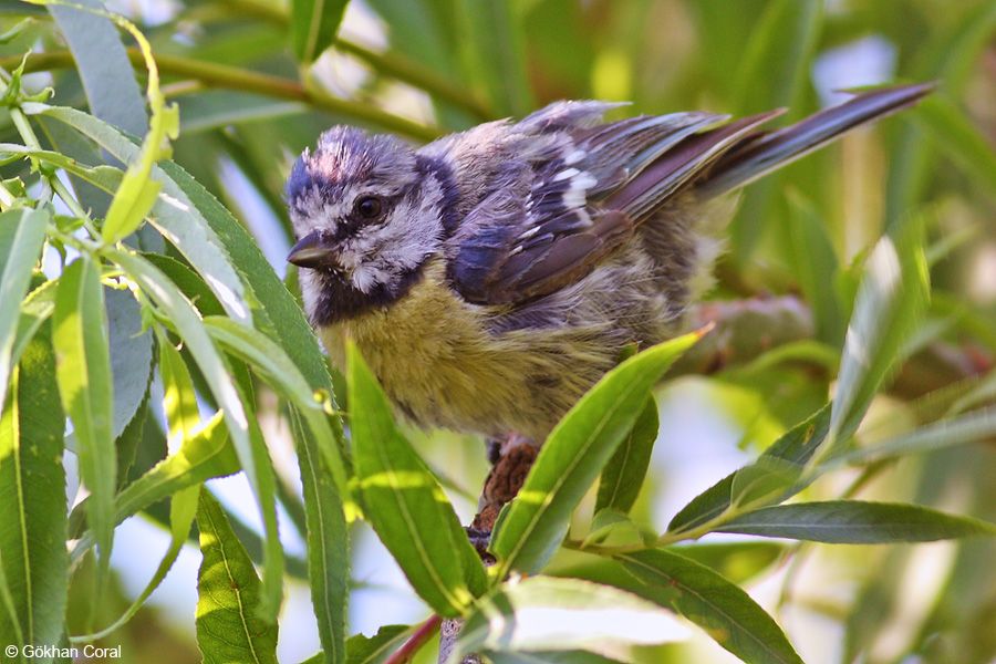Eurasian Blue Tit