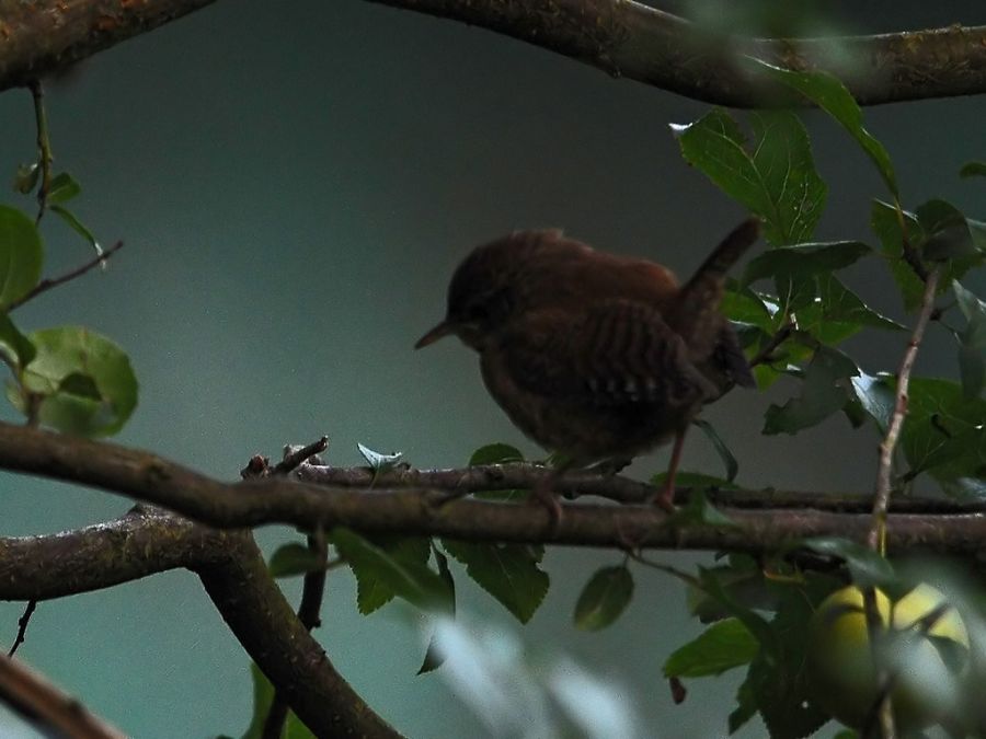Eurasian Wren