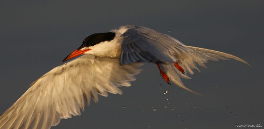 Common Tern