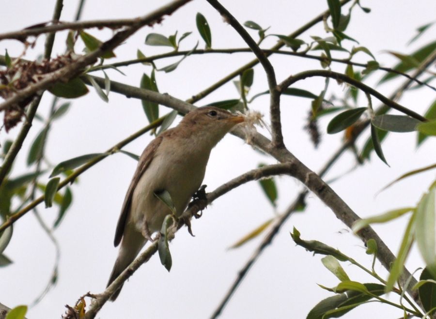 Eastern Olivaceous Warbler