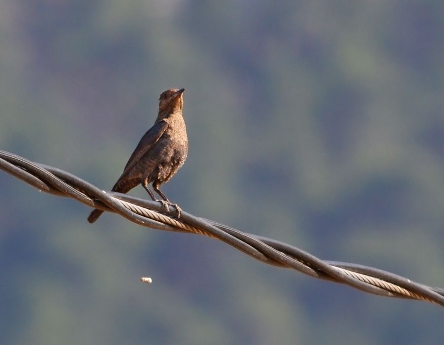 Blue Rock Thrush
