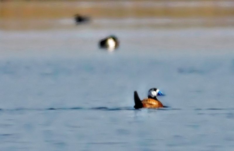 White-headed Duck