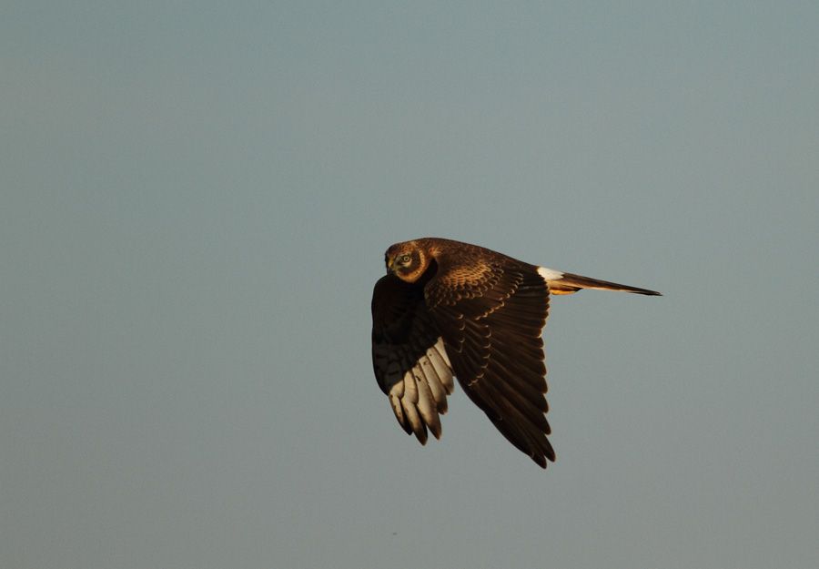 Pallid Harrier