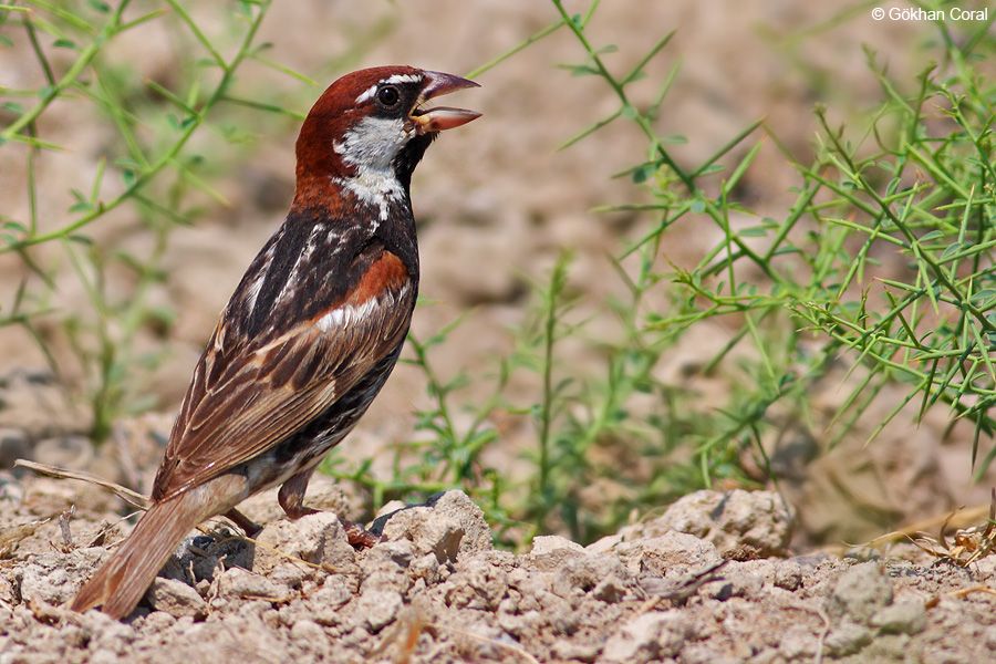 Spanish Sparrow