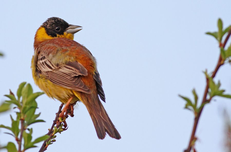 Black-headed Bunting