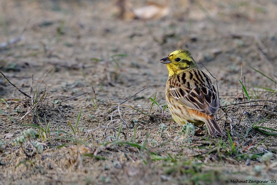 Yellowhammer