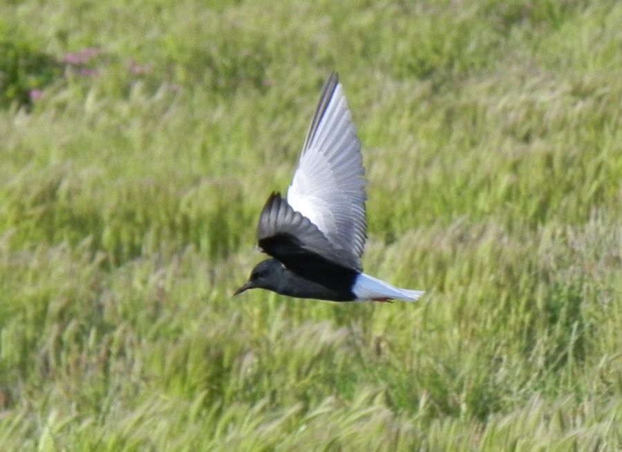 White-winged Tern