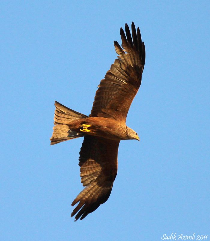 Black Kite