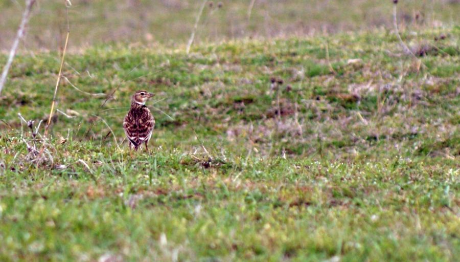 Calandra Lark