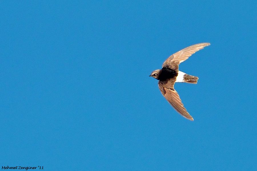 Little Swift