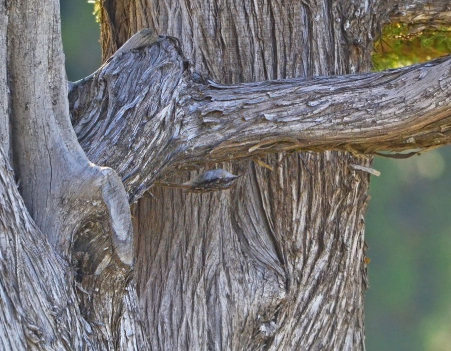 Short-toed Treecreeper