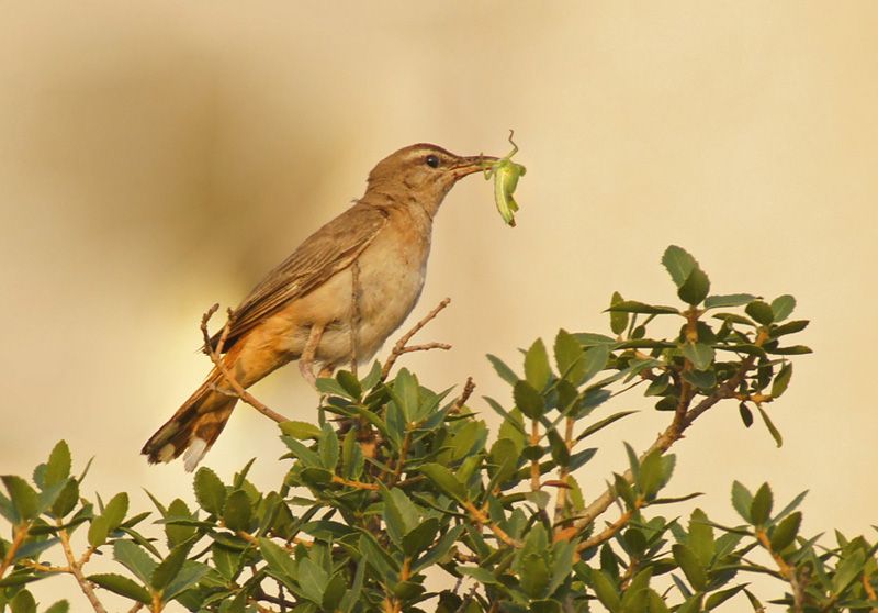 Rufous-tailed Scrub Robin