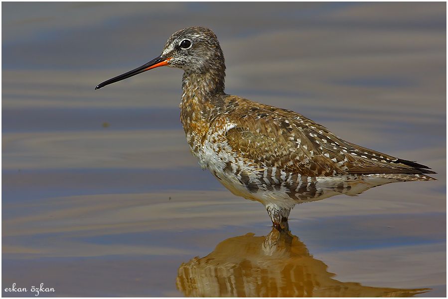 Spotted Redshank