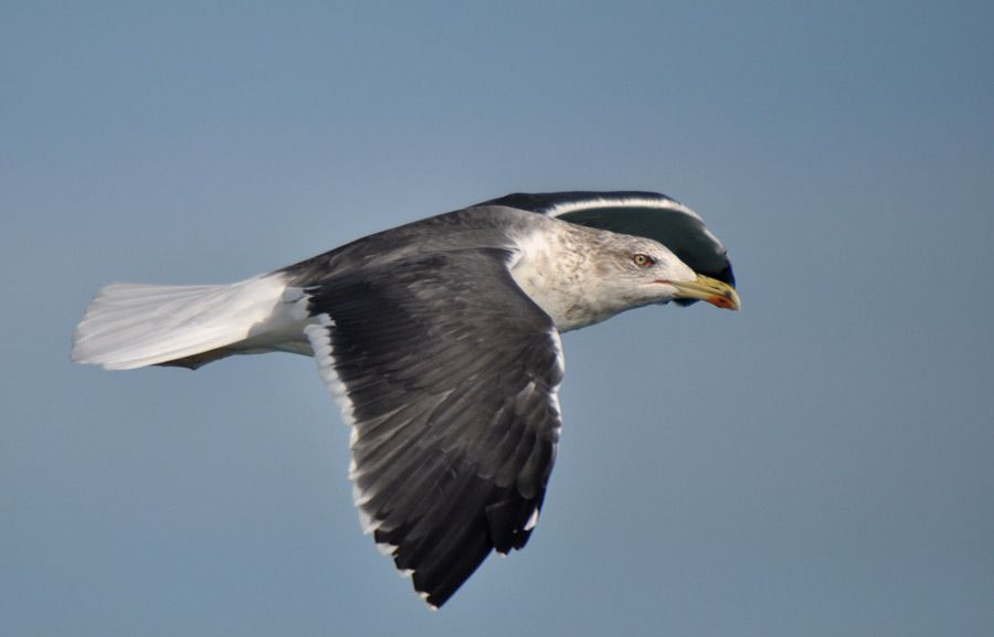 Lesser Black-backed Gull