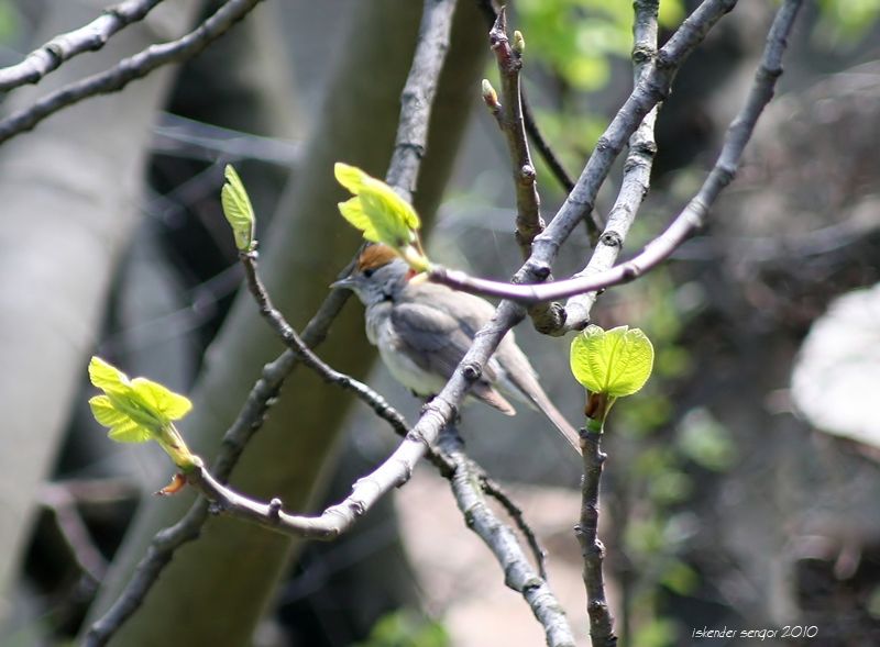 Eurasian Blackcap