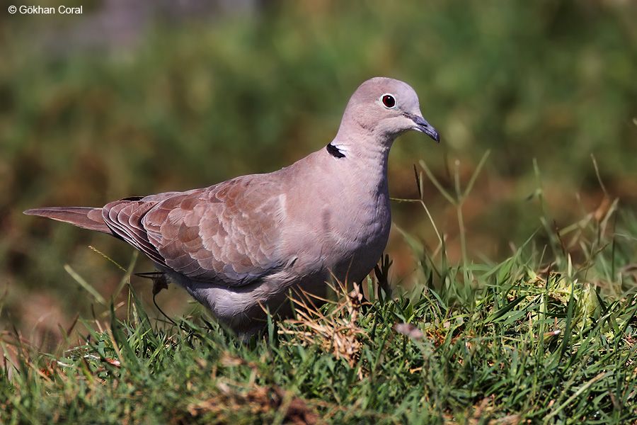 Eurasian Collared Dove