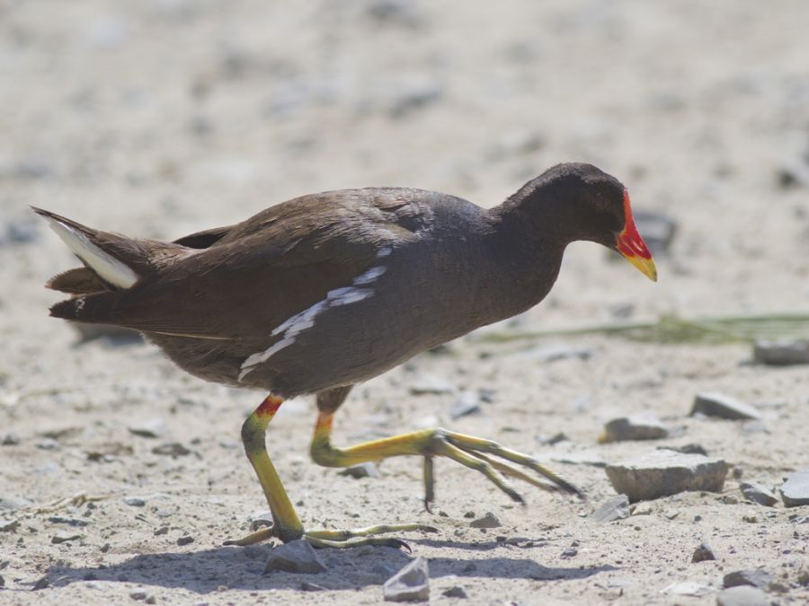 Common Moorhen