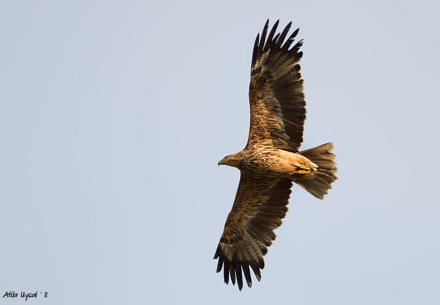 Eastern Imperial Eagle
