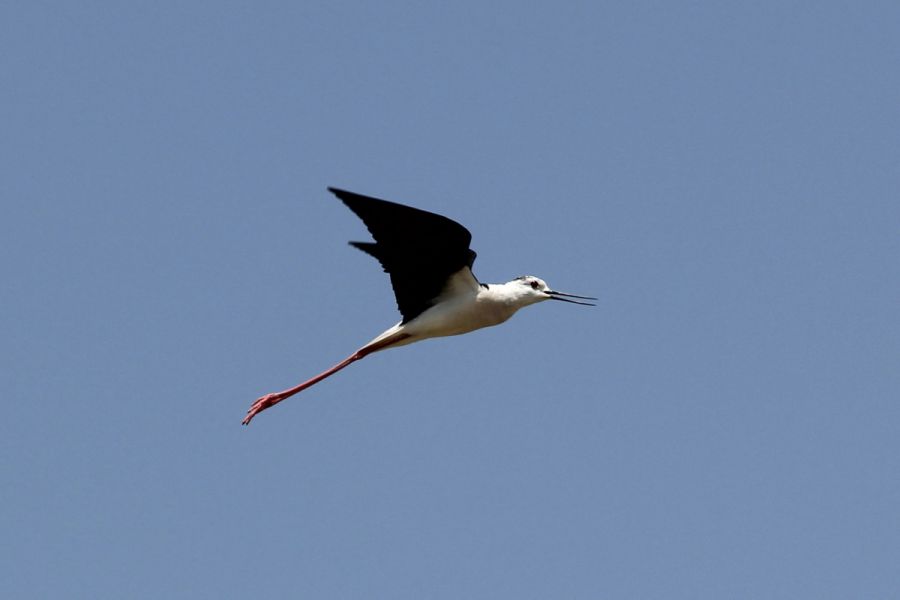 Black-winged Stilt