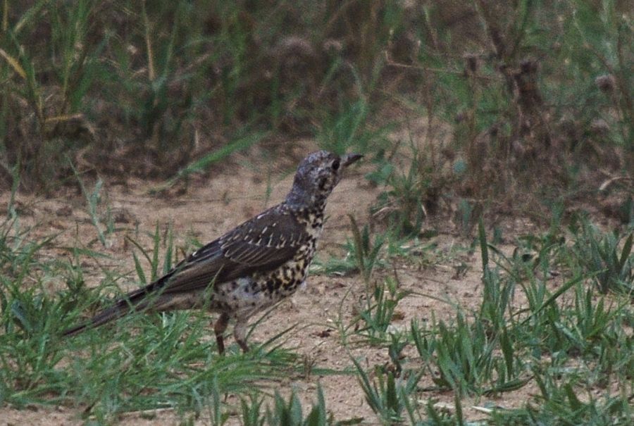 Mistle Thrush
