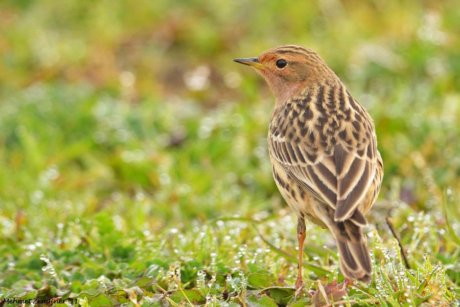 Red-throated Pipit