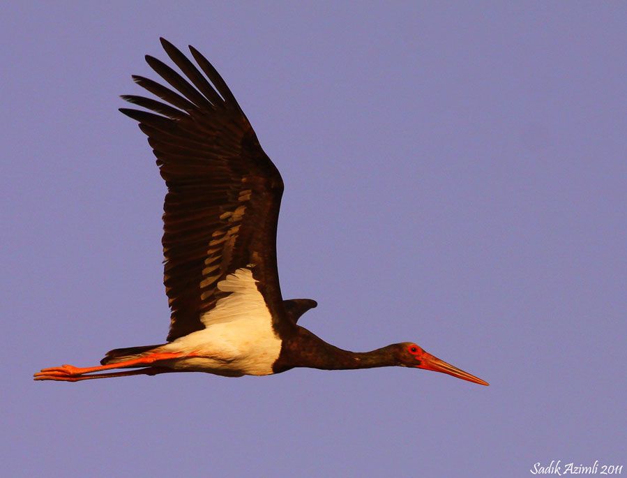 Black Stork