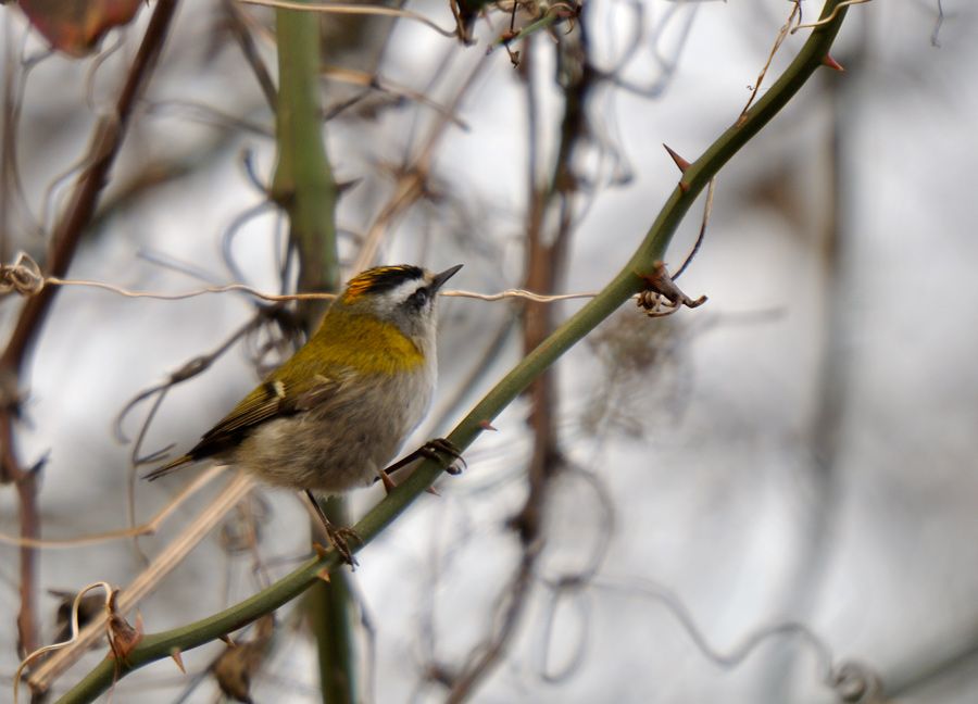 Common Firecrest