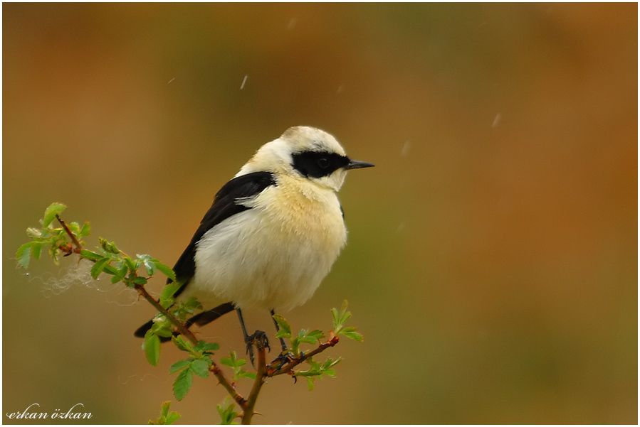 Black-eared Wheatear