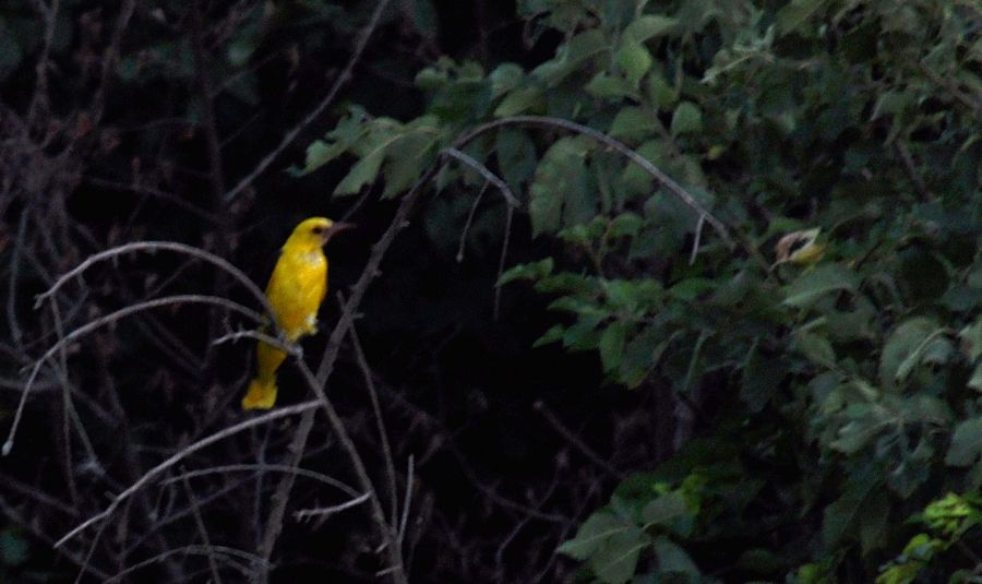 Eurasian Golden Oriole