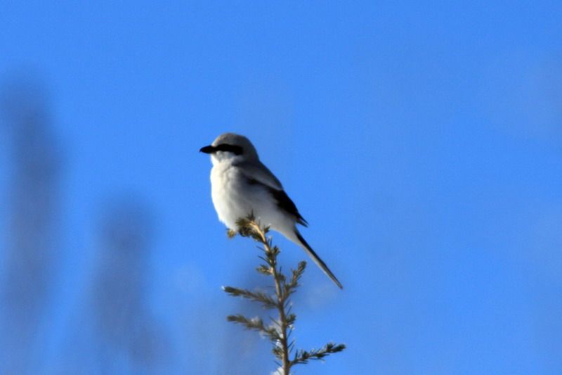 Great Grey Shrike