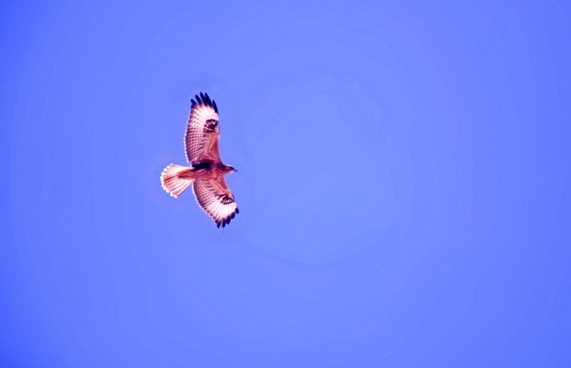 Long-legged Buzzard