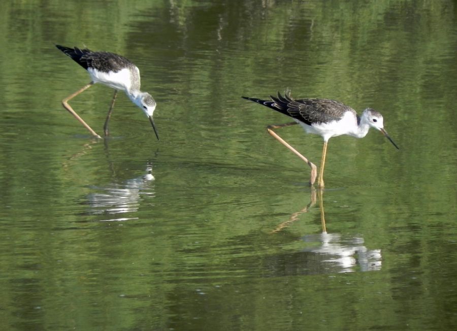 Black-winged Stilt