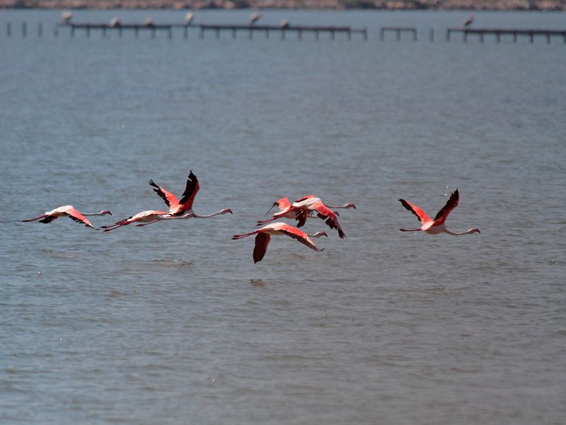 Greater Flamingo