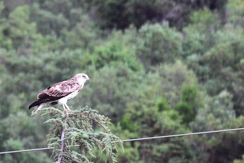 Short-toed Snake Eagle