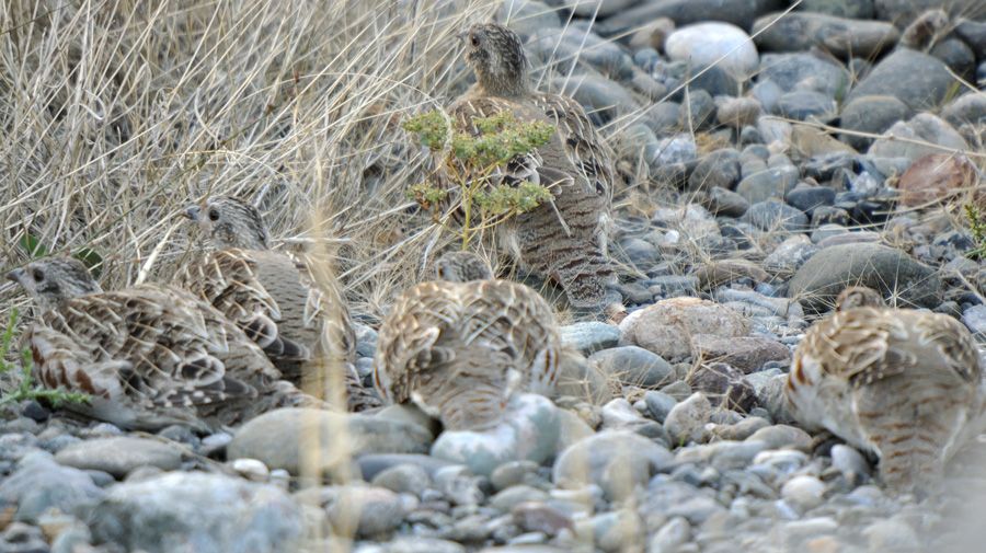 Grey Partridge
