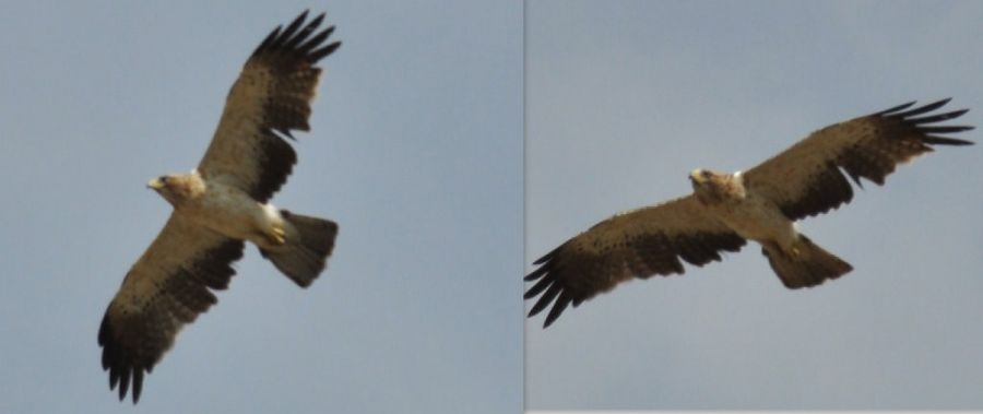 Booted Eagle