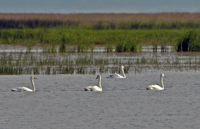 Mute Swan