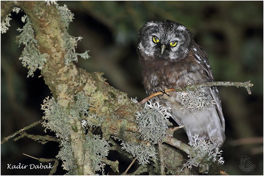 Boreal Owl