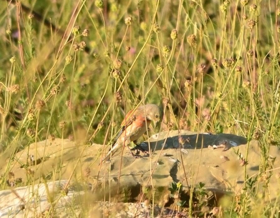 Common Linnet