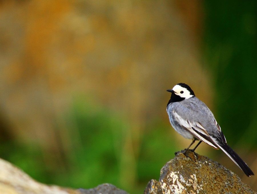 White Wagtail