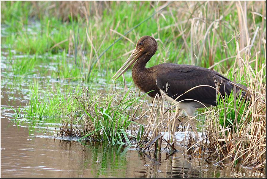 Black Stork