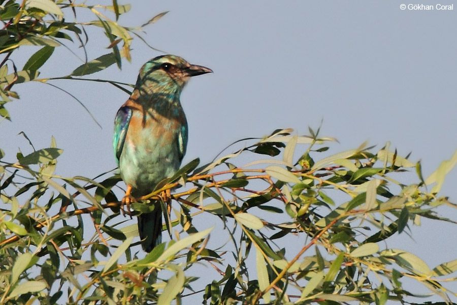 European Roller
